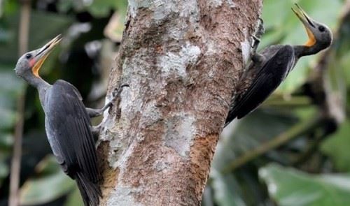 啄木鸟一秒啄多少次？啄木鸟的十大特点和本领