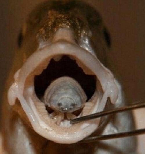 贝蒂寄生虫又叫外星寄生虫 寄生在鱼嘴可能你每天都在吃