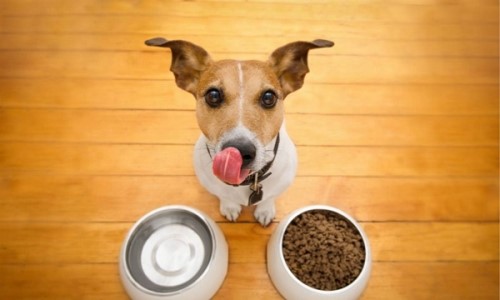 人吃狗粮会不会有事？狗粮是什么？味道的好吃吗