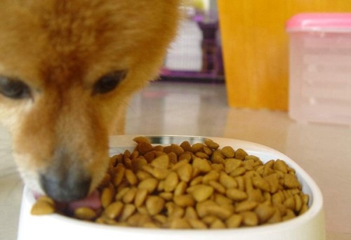 人吃狗粮会不会有事？狗粮是什么？味道的好吃吗