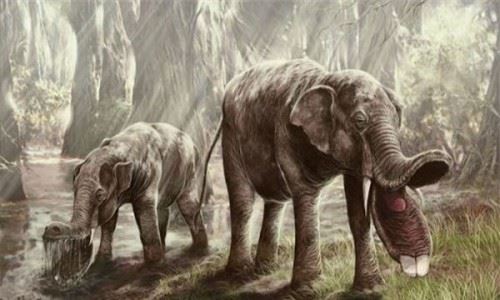 棱齿象或是大象的祖先 因环境巨变灭绝适应能力差