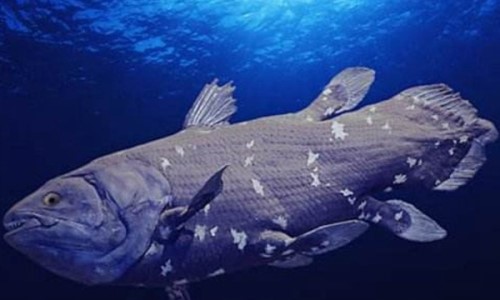 矛尾鱼还有多少只？1952年至今只捕获80条4亿年前远古鱼类