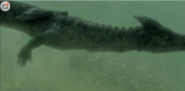 海底惊现12米巨型真龙 原来世上真有龙惊呆了众人