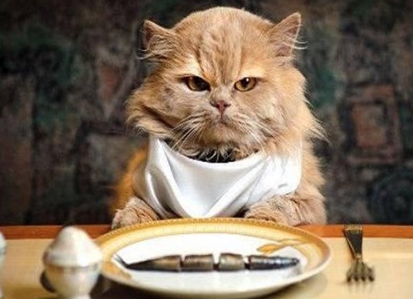 新手养猫注意事项!猫不能吃的10种食物