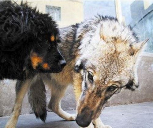 藏獒和狼谁？厉害 传说一獒能战五狼是真的吗？