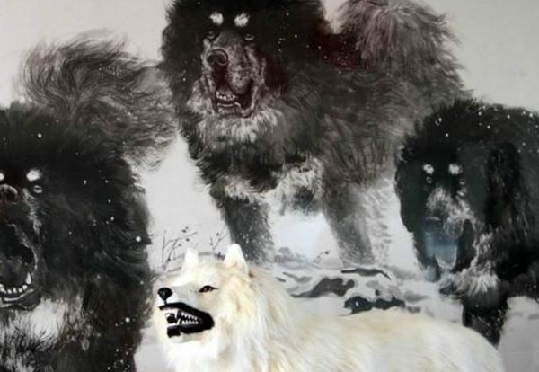 藏獒和狼谁？厉害 传说一獒能战五狼是真的吗？