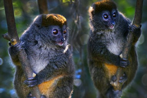 马达加斯加为什么没有大型动物 马达加斯加1500年前发生了什么