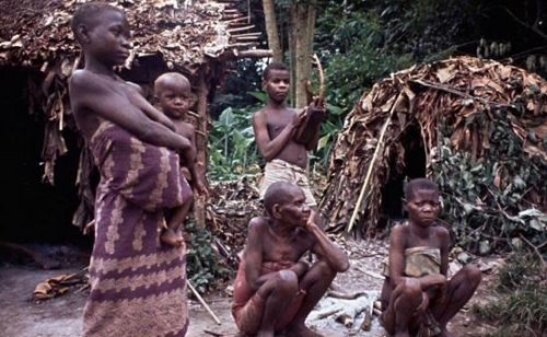 非洲小矮人俾格米人 平均身高仅1米3(遭残忍屠杀)