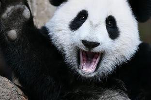 大熊猫在古代的待遇如何?