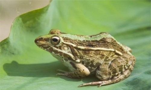 青蛙的祖先是什么？？最早出现在白垩纪同为火蜥蜴祖先