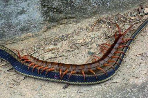 世界上最大蜈蚣3米多?
