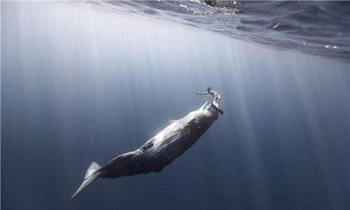 鲸鱼的祖先是什么？？生活在陆地上的中爪兽形似熊虎