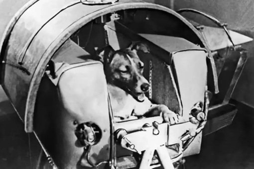 第一只被送上太空的狗加什么？它又是怎么死的？