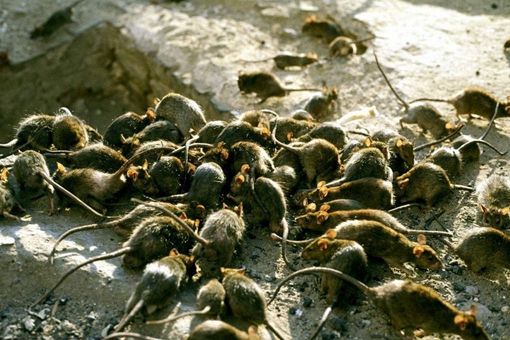 历史长河中经常出现鼠疫是如何破解的?