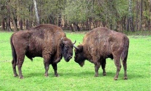 牛的祖先是什么？？它曾是欧亚大陆上最大的动物长3米
