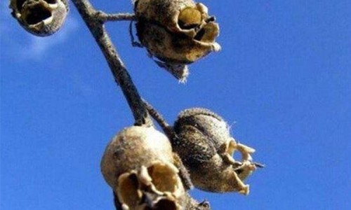 世界上最恐怖的花 骷髅花 一到夏季枝头挂满“头颅”