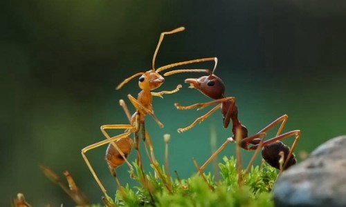真正的二维生物是什么？？蚂蚁是二维生物吗三维生物