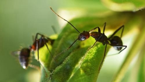 真正的二维生物是什么？？蚂蚁是二维生物吗三维生物