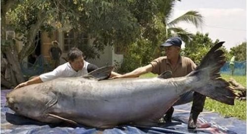 世界上最大的鲶鱼 巨型鲶鱼最重可达600斤(是高度濒危动物)