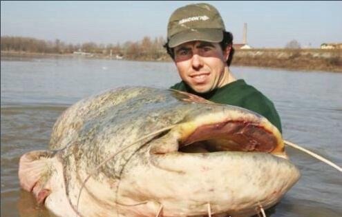 世界上最大的鲶鱼 巨型鲶鱼最重可达600斤(是高度濒危动物)