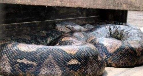 人类发现世界上最大的蛇 四川50米长巨蟒吓死人附图