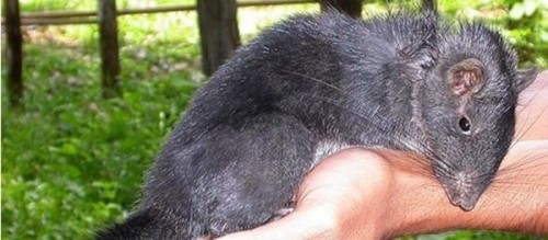 十大复活成功的灭绝动物, 新喀里多尼亚睫角壁虎再次出现