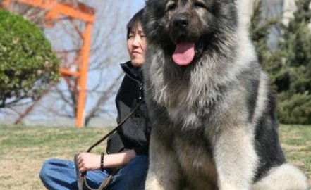 世界上最大的狗 英国大乔治(高2.2米 重111斤)