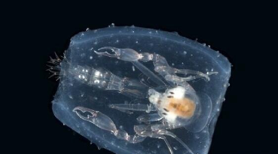 深海100000米以下生物超恐怖 在高压下的生物样貌非常奇怪