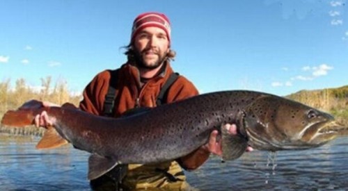 15米巨型哲罗鲑 被当成喀纳斯湖水怪的大红鱼