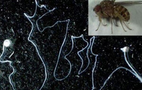 世界上最长的精子 果蝇精子长5.8厘米人类的1000倍