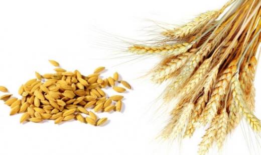 小麦的功效与作用,虚脱汗出者忌食